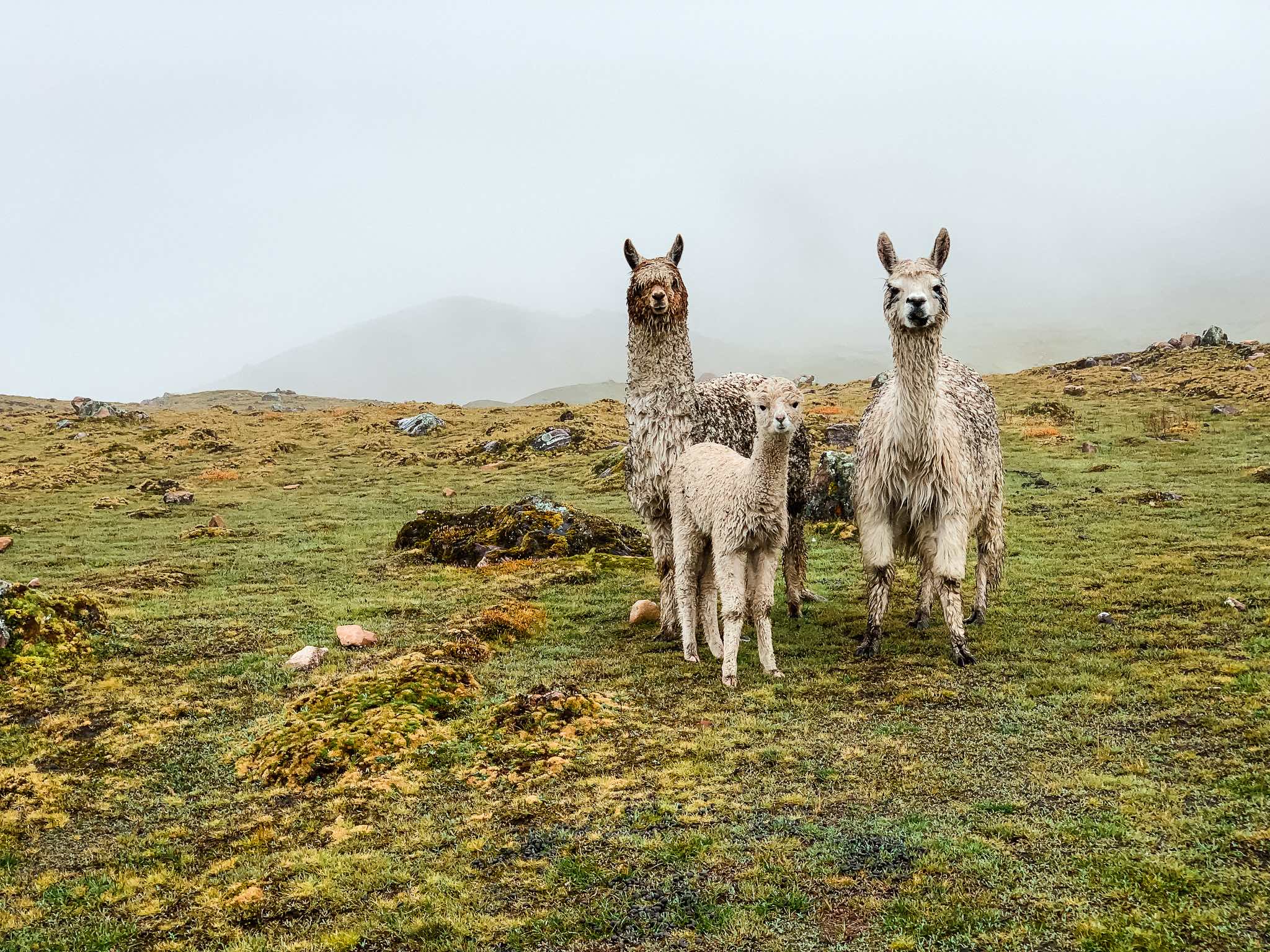 Peru Alpacas